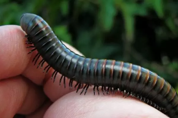 Chiêm bao thấy con cuốn chiếu bò trên tay