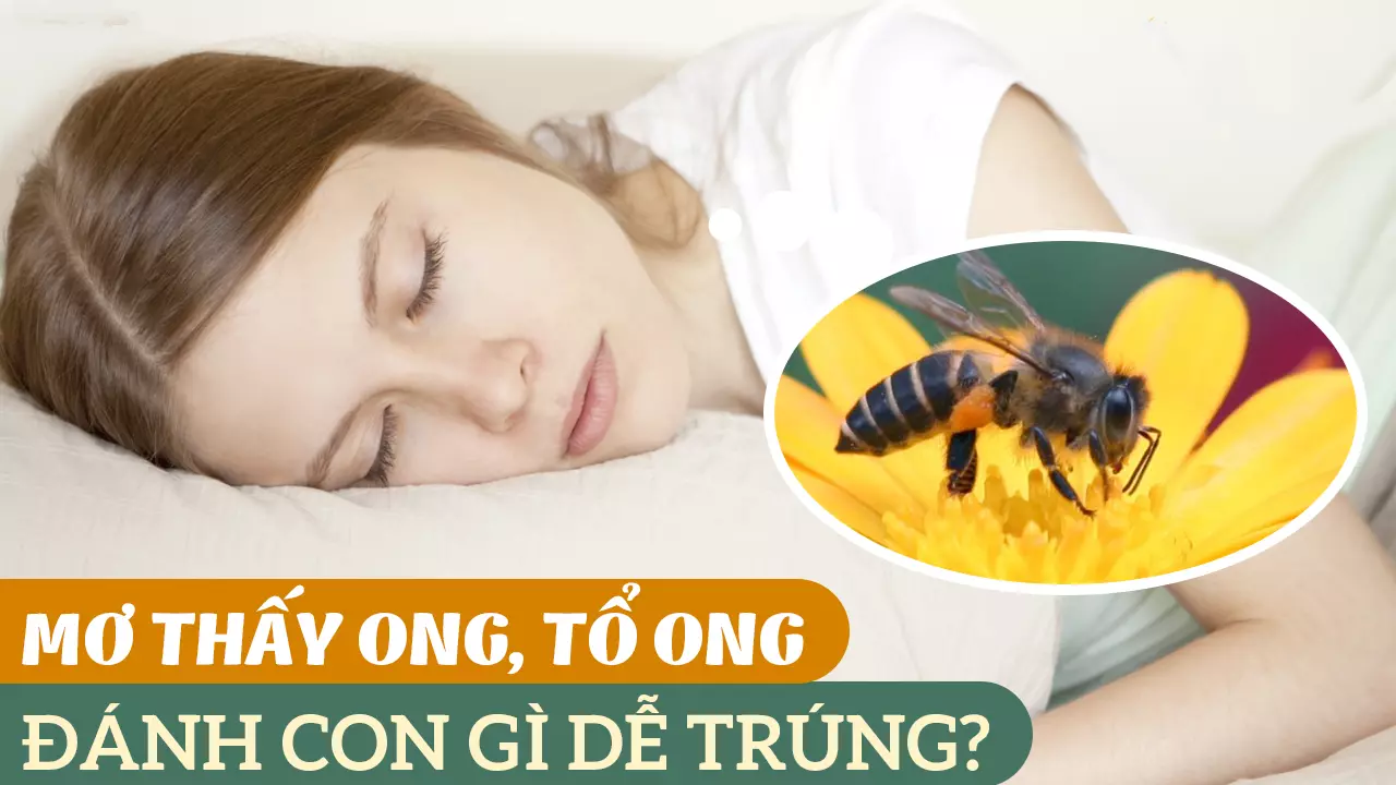 Ngủ ngủ mơ thấy ong non hay nhộng non