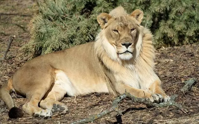 Chiêm bao thấy sư tử cái