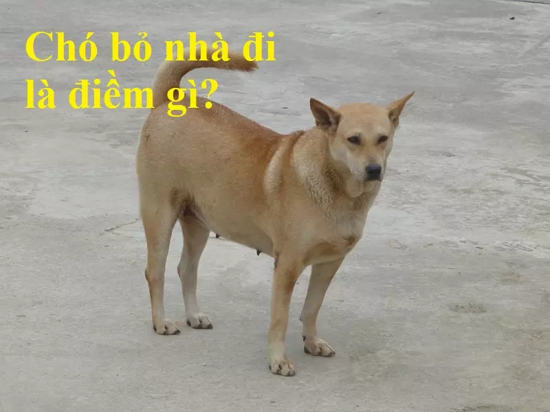 Chó bỏ nhà đi là điềm gì? Tốt hay xấu theo tâm linh ?