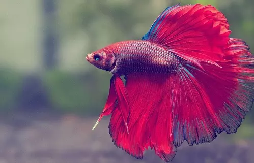Ngủ mơ thấy cá nhảy xuống nước