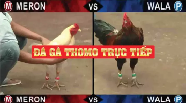 Xem đá gà trực tiếp trên mạng.