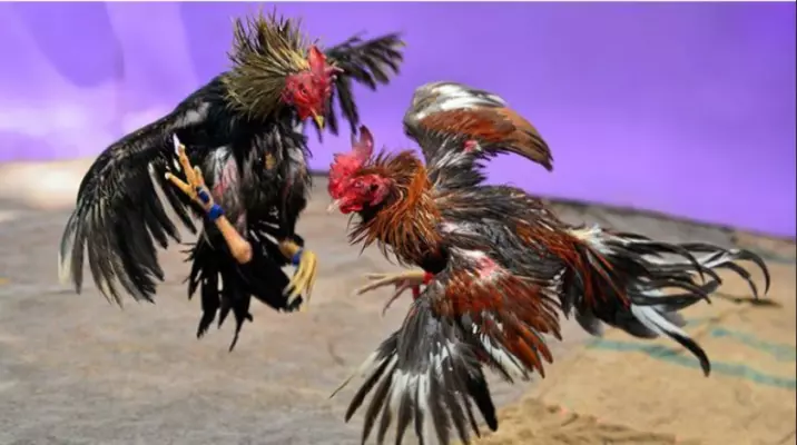 Tham gia cá độ ngay. 