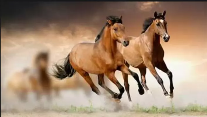 Ngựa trong phong thủy và tử vi