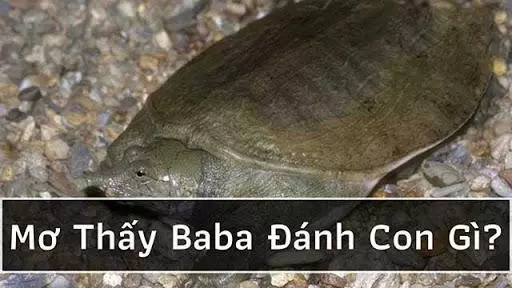 Nằm mộng thấy Ba Ba đánh Con Gì? Giấc Mơ Báo điềm Lành Hay Dữ