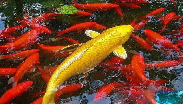 Cá gáy trong phong thủy và tử vi