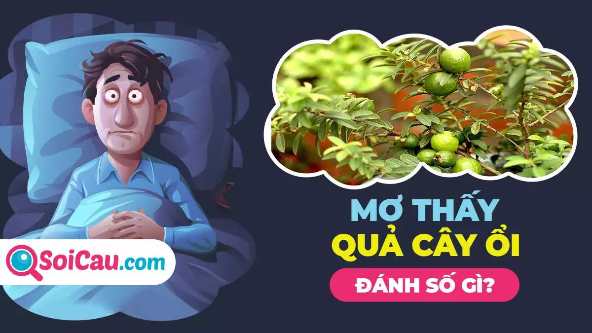 Ngủ mơ thấy cây ổi đánh con gì? Ý nghĩa giấc mơ thấy cây ổi