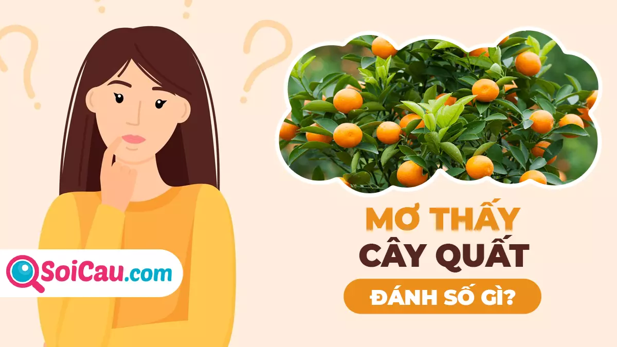Mơ thấy cây quất đánh con gì? Giải mã giấc mơ thấy cây quất