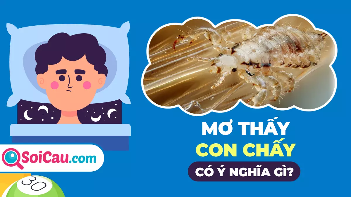 Mơ thấy con chấy số mấy? Giải mã giấc mơ thấy con chấy
