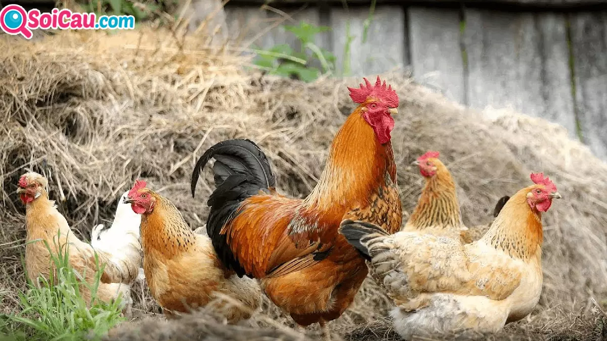 Mơ thấy đàn gà đánh con gì? Giải mã ý nghĩa giấc mơ thấy đàn gà