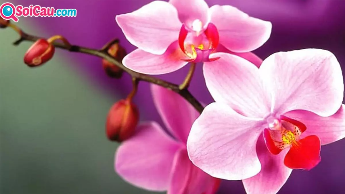 Mằm mơ thấy hoa lan đánh con gì? Giải mã ý nghĩa giấc mơ thấy hoa lan