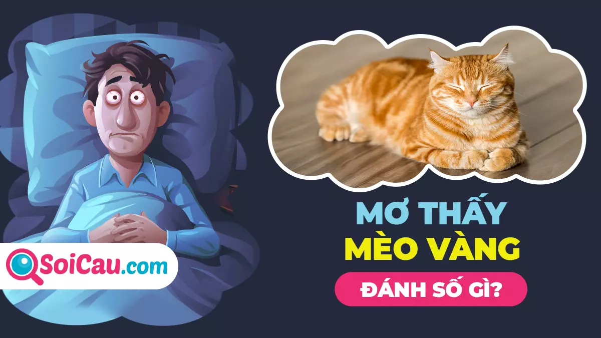 Mơ thấy mèo vàng đánh con gì? Mơ thấy mèo vàng có ý nghĩa gì?