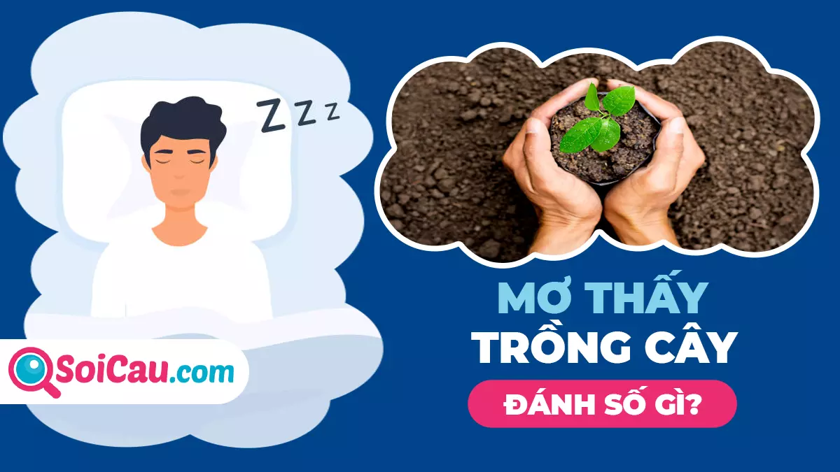 Ngủ mơ thấy trồng cây đánh con gì? Ý nghĩa giấc mơ thấy trồng cây