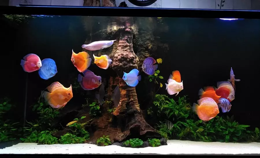 Tổng hợp số đề đẹp khi nằm nằm mộng thấy cá