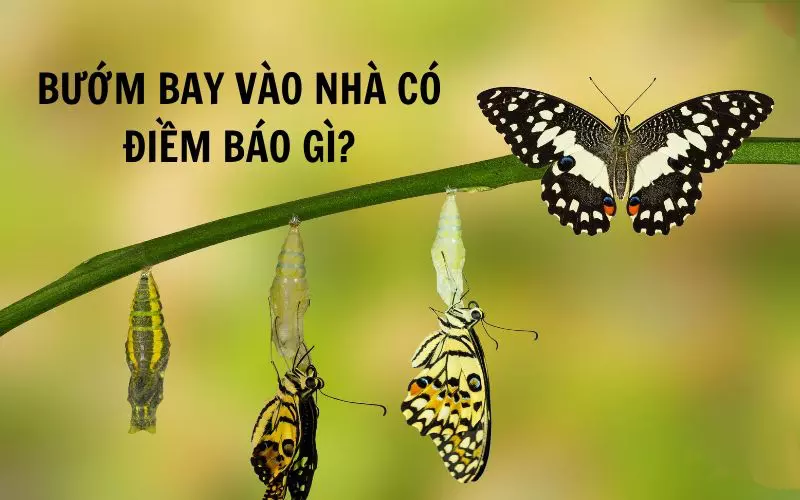 Bướm bay vào nhà là điềm gì ?