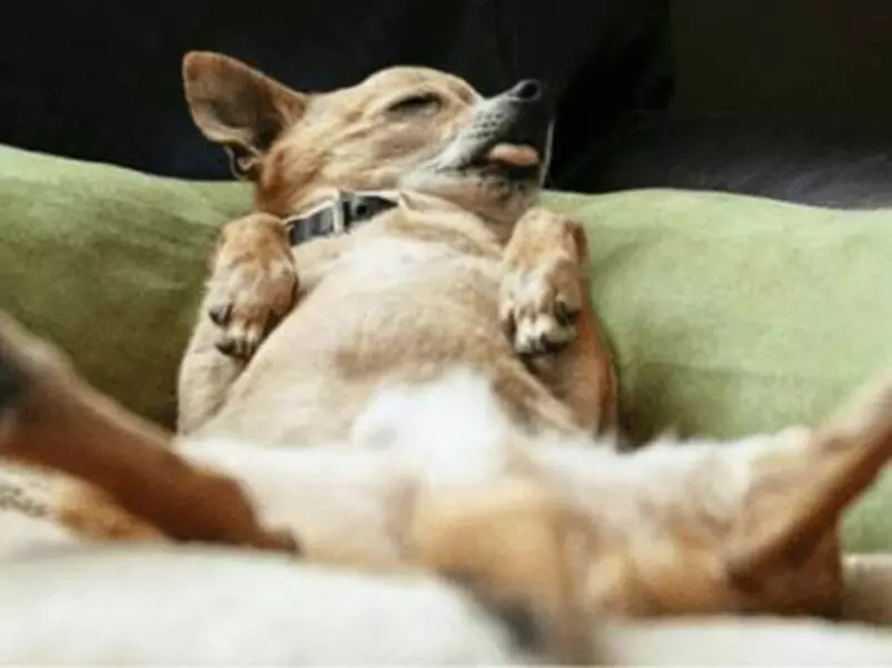 Chó con chết có điềm gì không?