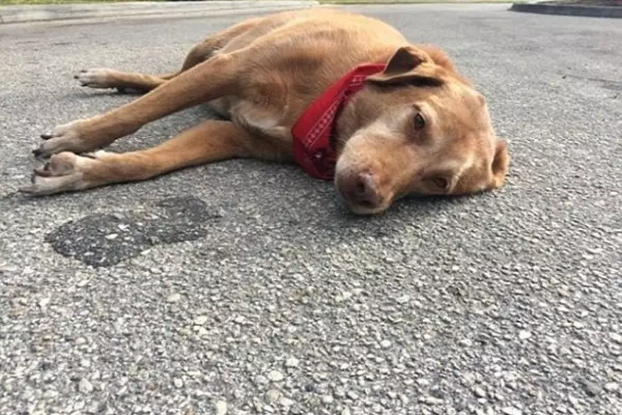 Một tư vấn nữa cho thắc mắc chó bị chết là điềm gì chính là điềm báo về những mối quan hệ.