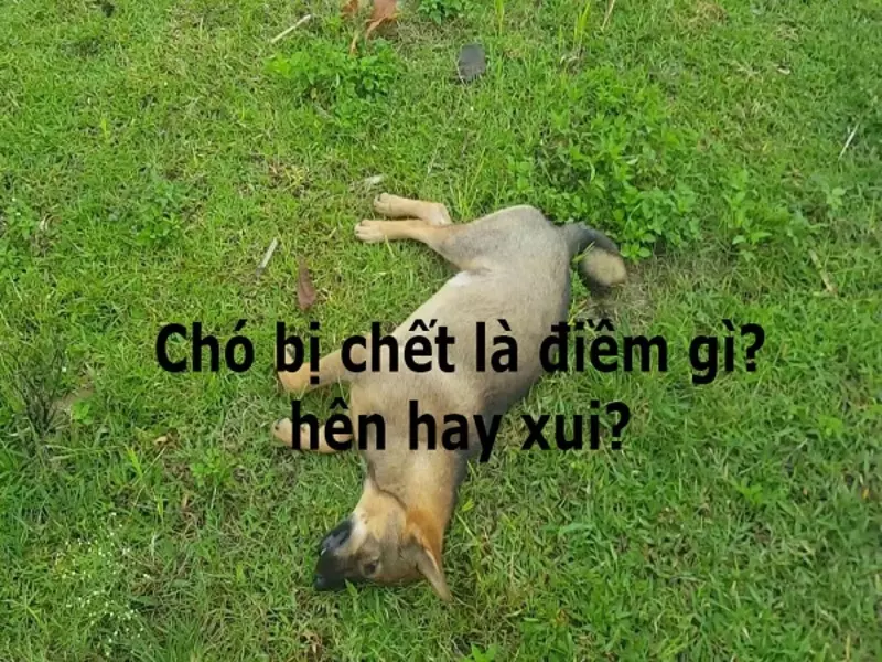 Chó bị chết là điềm gì? Nhà có chó bị chết có sao không?