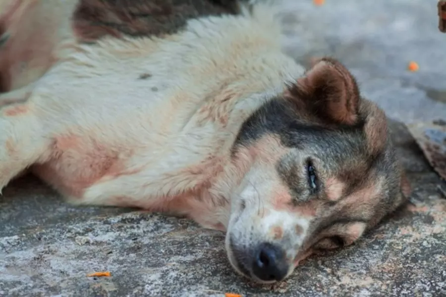 Đối với con người chúng ta, chó không chỉ là vật nuôi, mà còn là một người bạn thân thiết.