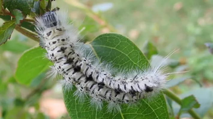 Mơ ngủ thấy sâu nằm trên lá