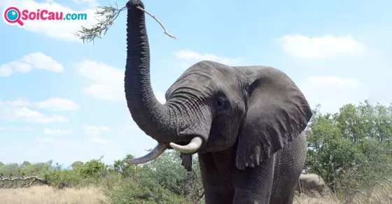 Ý nghĩa giấc mơ thấy con voi