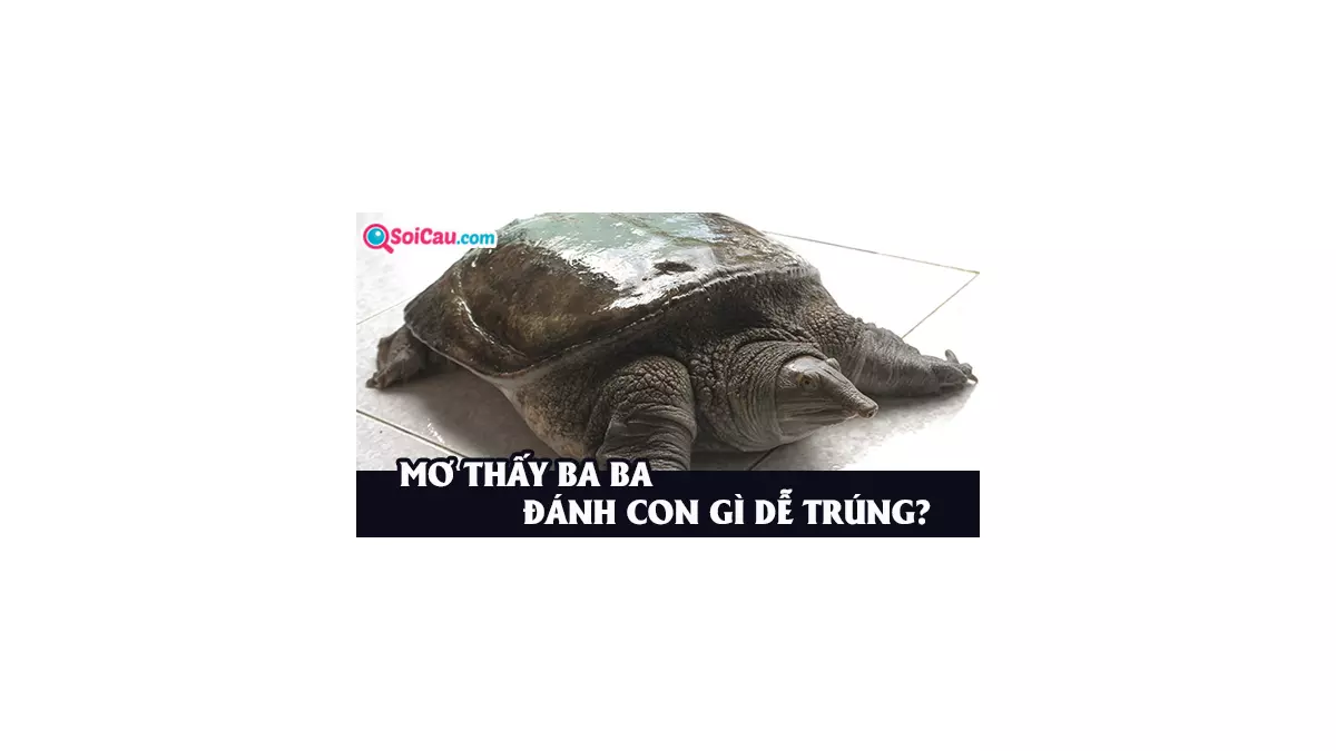 Mơ thấy ba ba đánh con gì? Giải mã giấc mơ thấy ba ba
