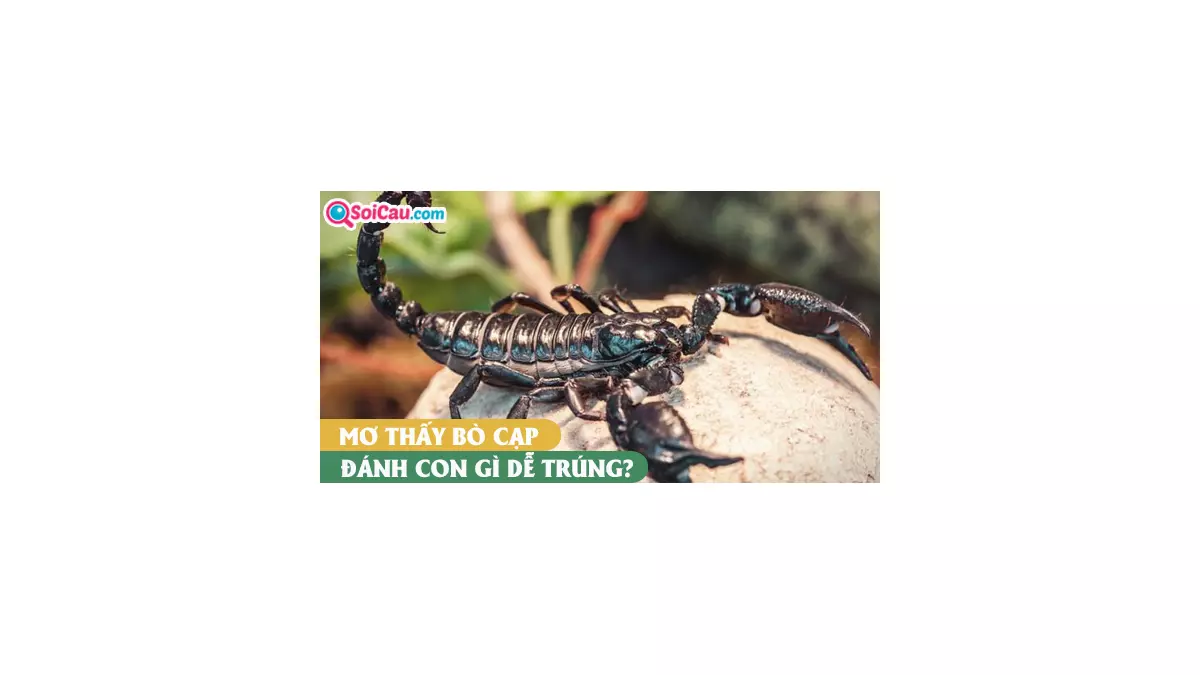 Mơ thấy bò cạp đánh con gì? Mơ thấy bò cạp là điềm gì?