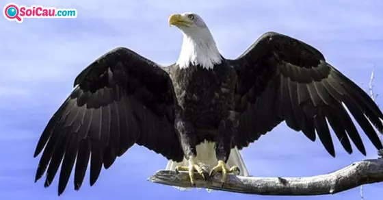 Giải mã giấc mơ thấy chim