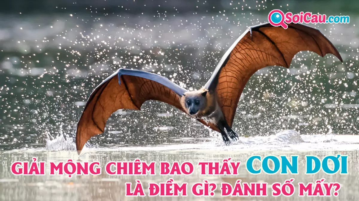Mơ thấy con dơi số mấy? Giải giấc mơ thấy dơi là điềm gì?