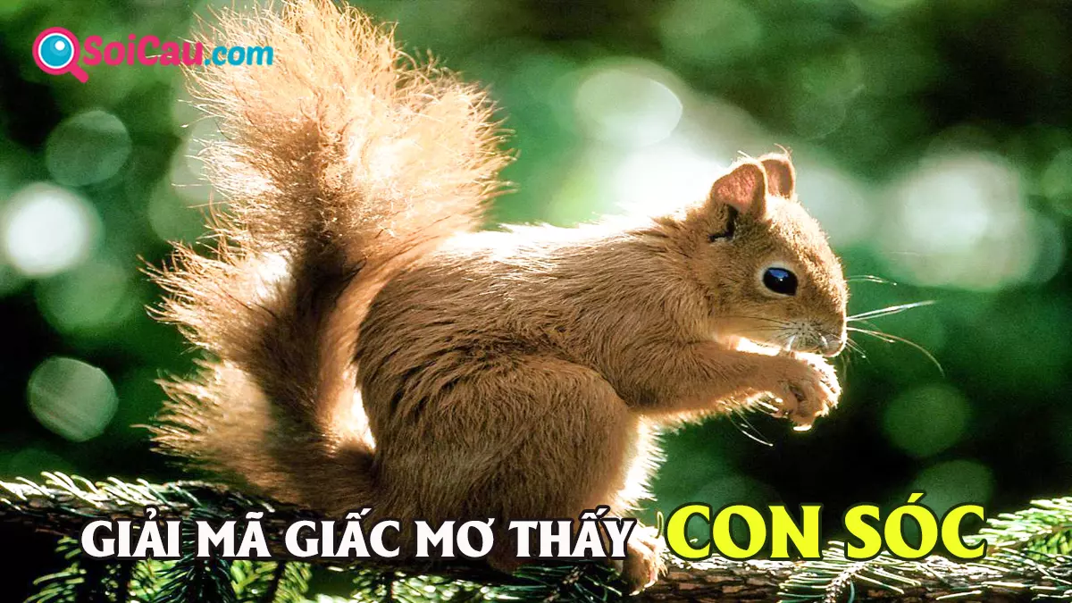 Mơ thấy con sóc đánh số gì? Giải mã giấc mơ thấy sóc
