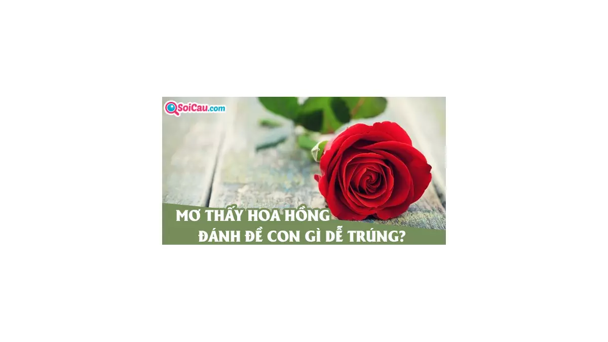 Mơ thấy hoa hồng đánh con gì? Mơ thấy hoa hồng điềm gì?