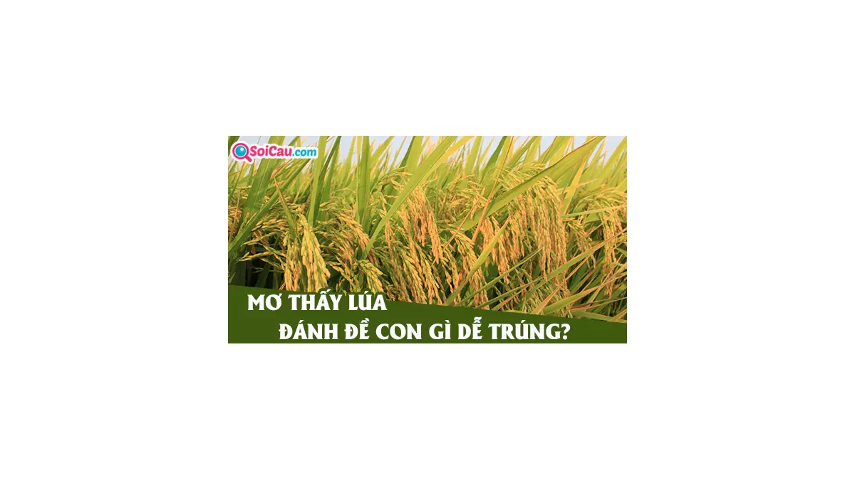 Nằm mơ thấy lúa là điềm gì? Mơ thấy lúa đánh con gì?