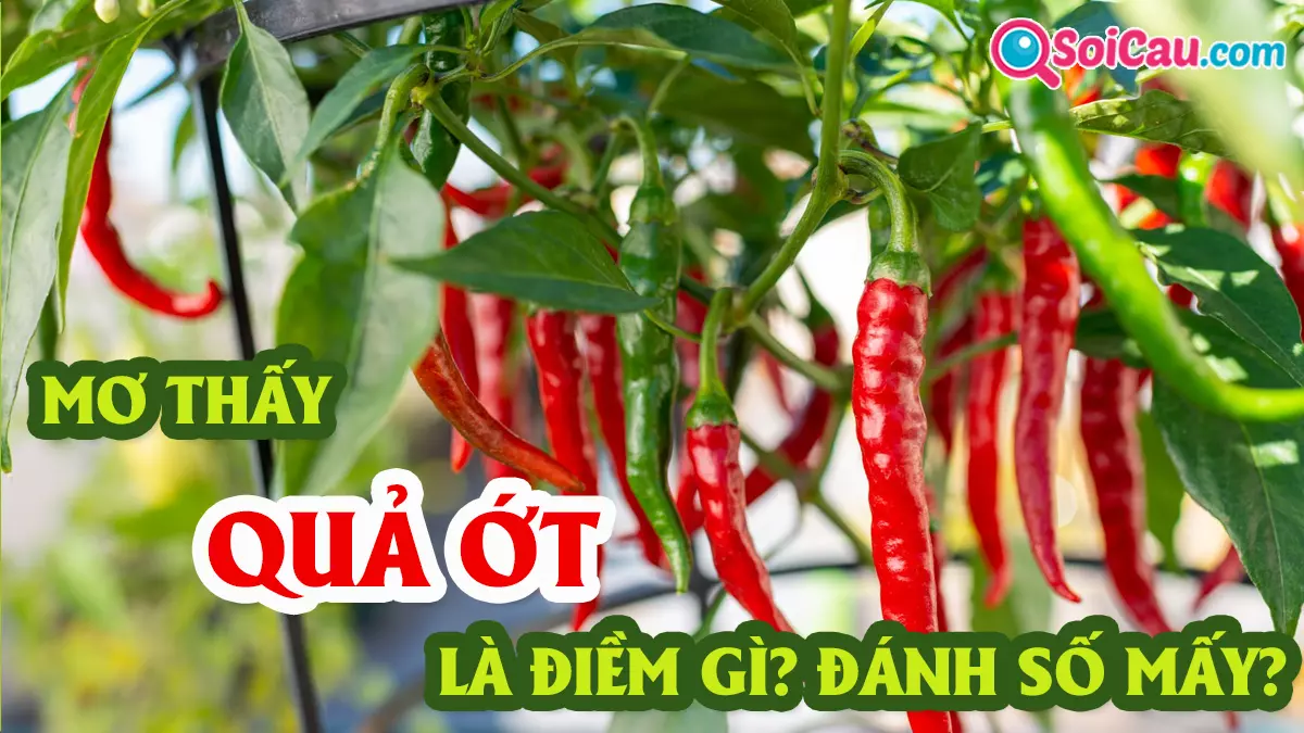 Mơ thấy quả ớt đánh con gì? Giải mã giấc mơ thấy quả ớt