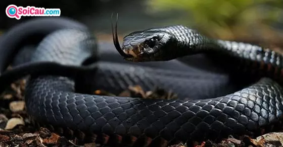 Giải mã giấc mơ thấy rắn đen