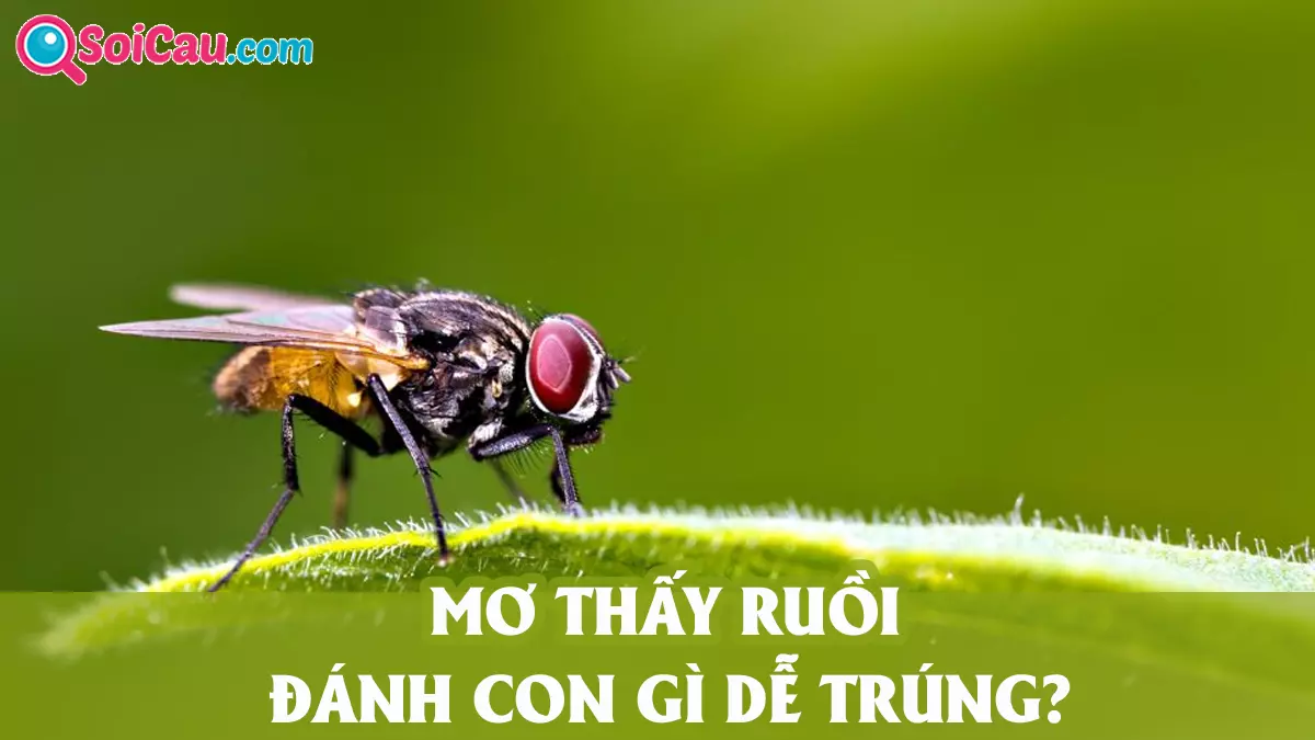 Mơ thấy ruồi đánh con gì? mơ thấy ruồi là điềm gì?