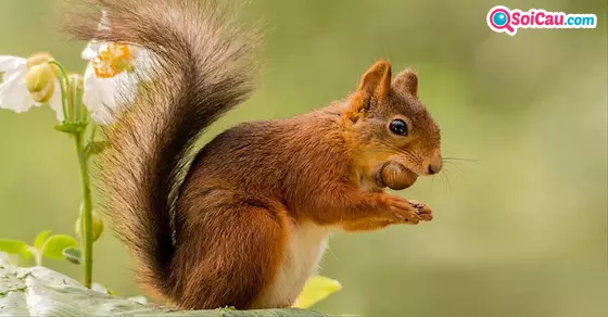 Mơ thấy con sóc là điềm gì?