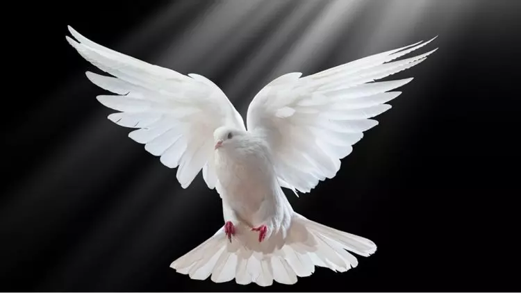 Đàn ông ngủ mơ thấy chim nhân tình câu có tốt không? Đánh con gì?