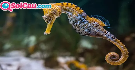 Ý nghĩa giấc mơ thấy hải mã