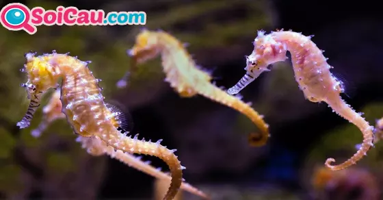 Mơ thấy hải mã đánh đề số mấy
