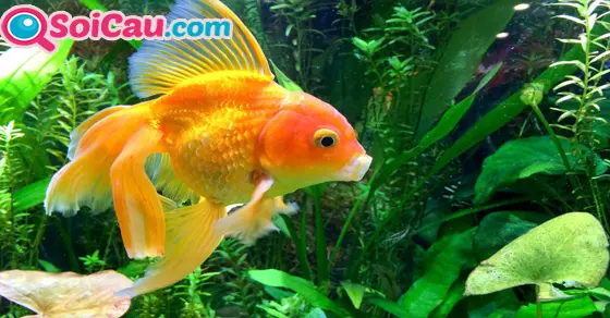 Mơ thấy cá vàng đánh con số mấy