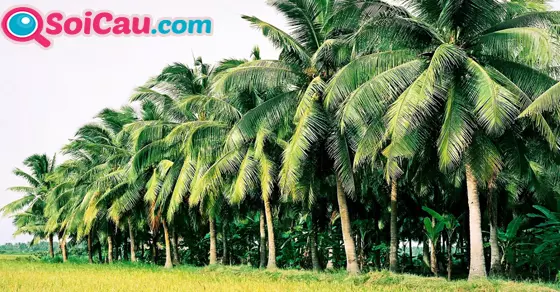 Thông điệp giấc mơ thấy cây dừa