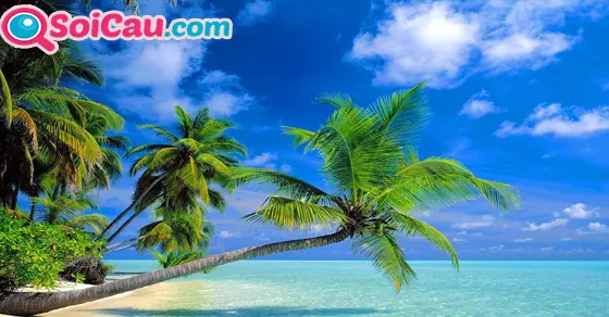 ngủ mơ thấy cây dừa đánh số gì?