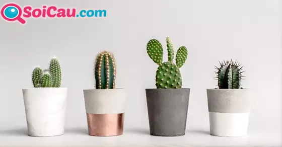 Thông điệp giấc mơ thấy cây xương rồng