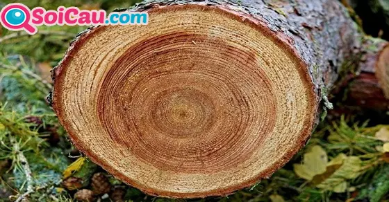 Ý nghĩa giấc mơ thấy chặt cây