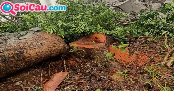 Mơ thấy chặt cây đánh số mấy?