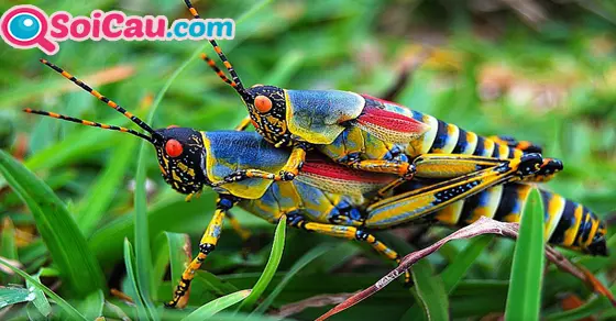 Thông điệp giấc mơ thấy châu chấu