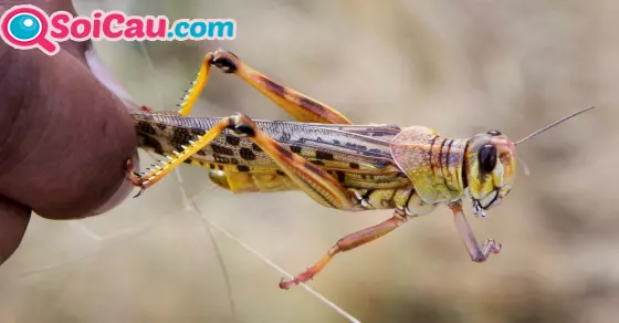 ngủ mơ thấy châu chấu đánh đề con gì?
