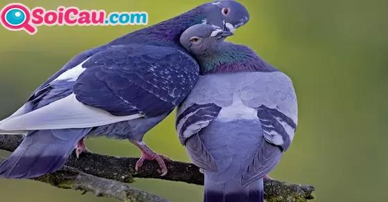 nằm mơ thấy con chim người yêu câu đánh số gì