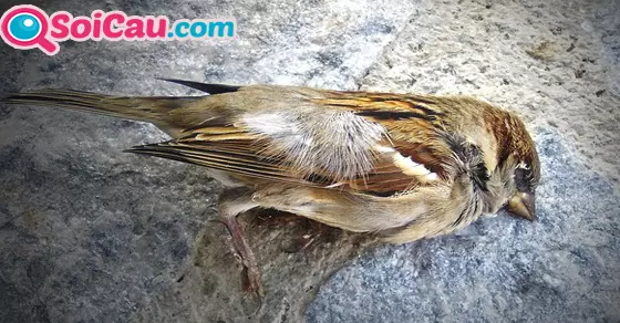 mơ thấy chim chết đánh con gì