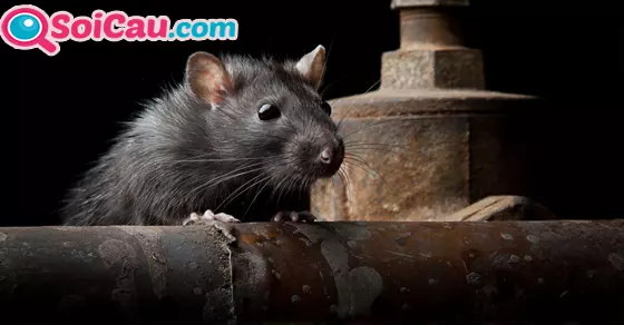 Ý nghĩa giấc mơ chuột chạy vào nhà